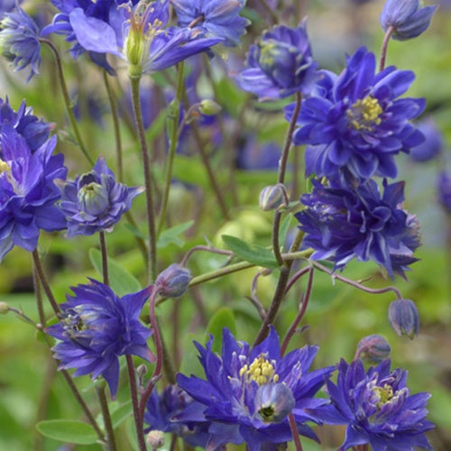 Ancolie commune Clémentine bleue - Willemse