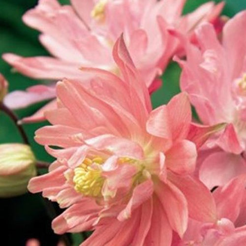 Ancolie commune Clémentine rose saumon - Willemse