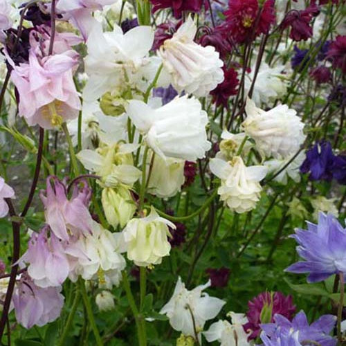 Ancolie commune Plena - Willemse