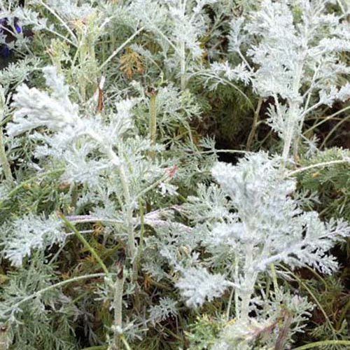 Armoise Little Mice - Willemse