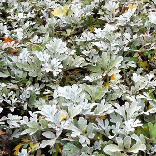 3 Armoises des rivages - Willemse