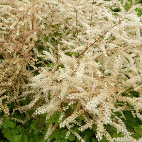 Barbe de bouc Misty Lace - Willemse