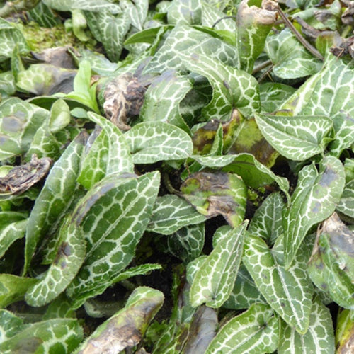 Asaret terrestre Faux-gingembre sauvage - Willemse