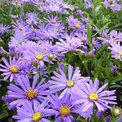 3 Oeil de Christ Butzemann Asters amelle Butzemann - Willemse