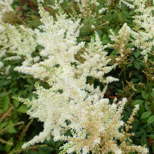 Astilbe d'Arends Diamant - Willemse