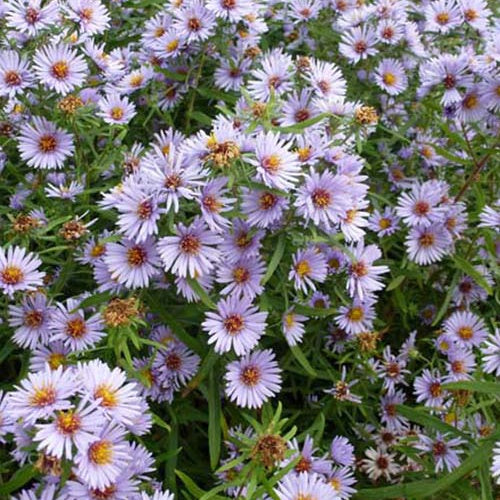 3 Asters améthyste Freiburg - Willemse