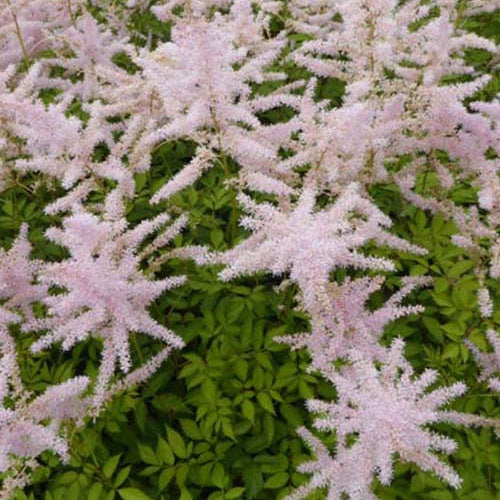 Astilbe hybride Walkure - Willemse