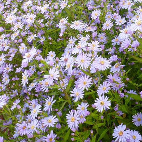 3 Asters cordifolius Blue Heaven - Willemse