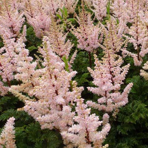 Astilbe crispa Perkeo - Willemse
