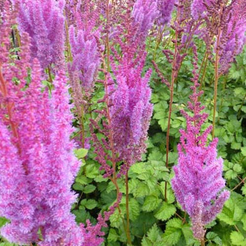 Astilbe de Chine Superba - Willemse