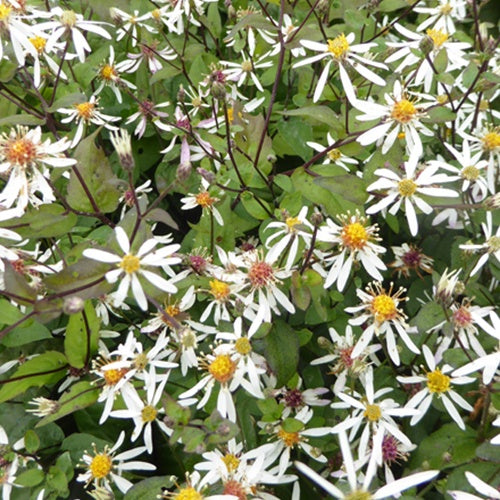 3 Asters divariqué EAstersn Star - Willemse
