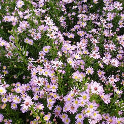 Marguerite d'automne Ochtendgloren - Willemse