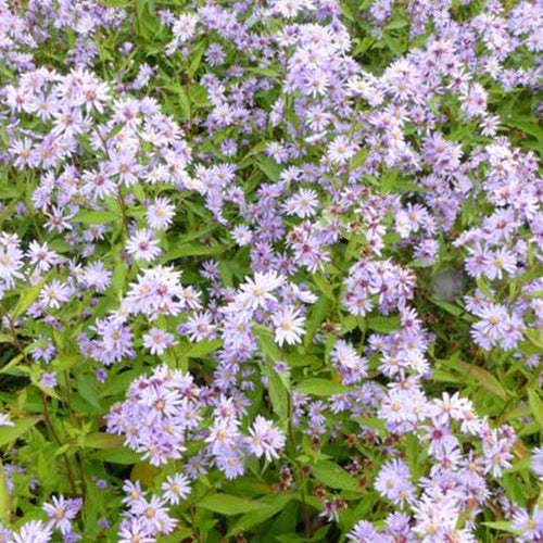 3 Marguerites d'automne Treffpunkt - Willemse