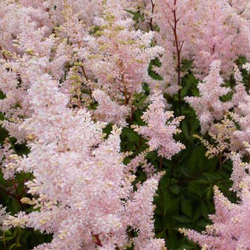 Astilbe hybride Peach Blossom - Willemse