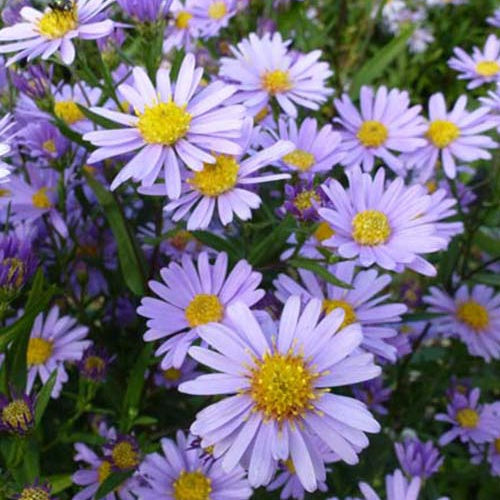 3 Asters Blauschleier - Willemse