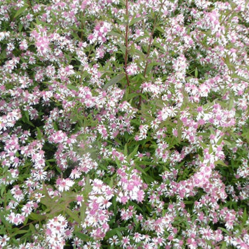 3 Asters lateriflorus Lady In Black - Willemse