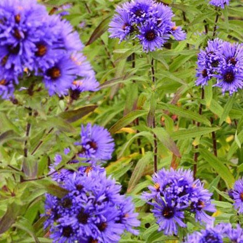 3 Asters de Nouvelle-Angleterre Guido en Gezelle - Willemse