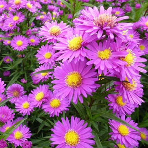 3 Asters de Nouvelle-Belgique Karminkuppel - Willemse