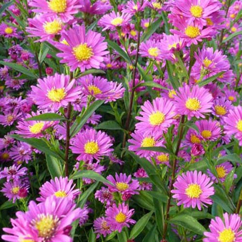3 Asters de Nouvelle-Belgique Lisette Asters - Willemse