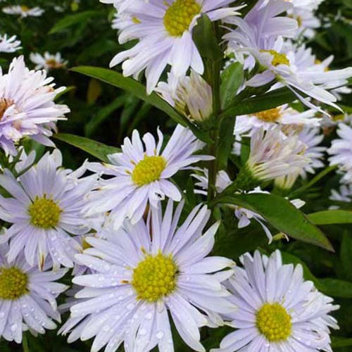 3 Asters de Nouvelle-Belgique Porzellan - Willemse