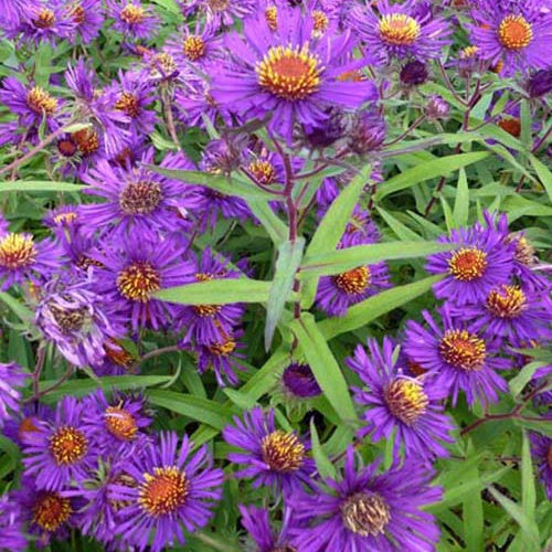 3 Asters de Nouvelle-Angleterre Violetta - Willemse