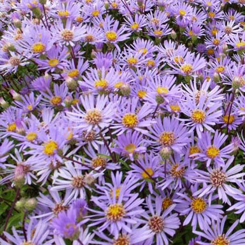 3 Asters radula - Willemse