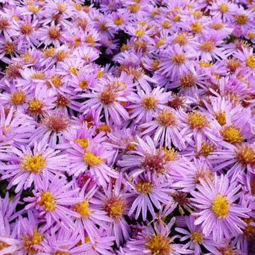 3 Asters nain Rozika - Willemse