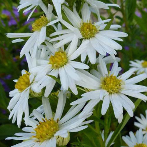 3 Asters de Nouvelle-Belgique Schneeberg - Willemse