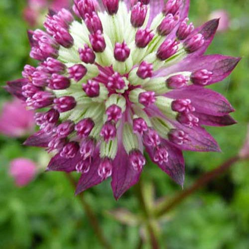 Grande astrance Star of Passion - Willemse