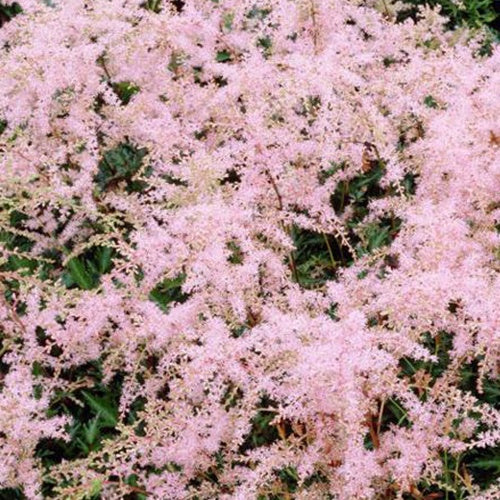 Astilbe à feuilles simples Sprite - Willemse