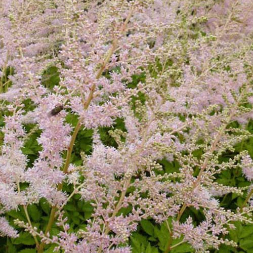 Astilbe thunbergii Moerheimii - Willemse