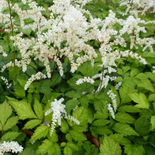 Astilbe de Chine Prof. van der Wielen - Willemse