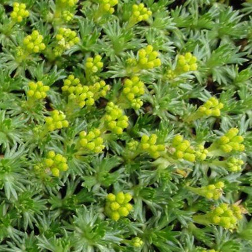 Azorelle naine - Willemse