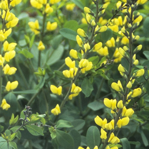 Faux-indigo Lemon Meringue Faux-lupin Lemon Meringue - Willemse