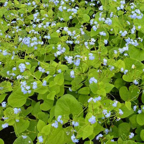 Myosotis du Caucase Green Gold - Willemse