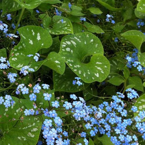 Myosotis du Caucase Langtrees - Willemse