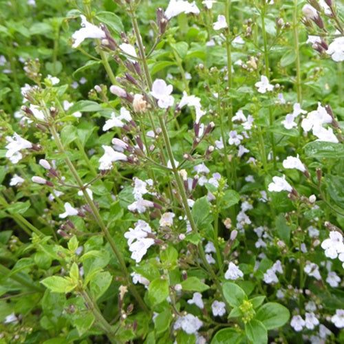 Calament népéta Triumphator - Willemse