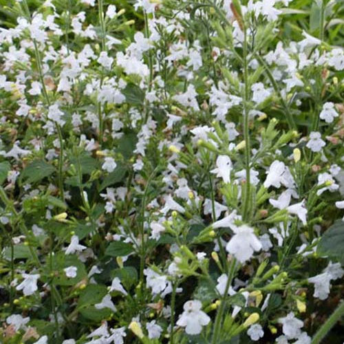 Calament silvestre - Willemse