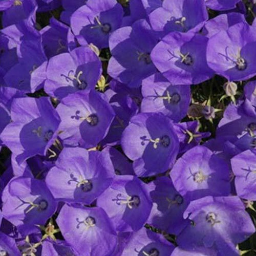 3 Campanules des Carpathes en toupie Karl Foerster - Willemse