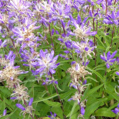 Campanule agglomérée Genti Twisterbell - Willemse