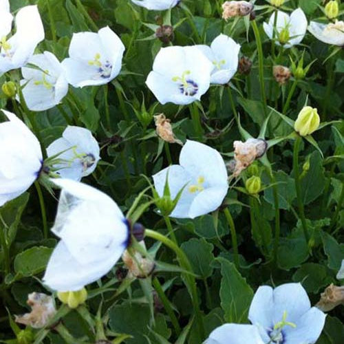 Campanule des Carpathes Jenny - Willemse