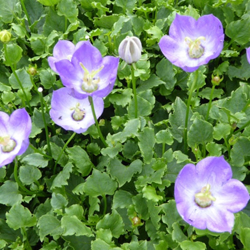 Campanule hybride Royal Wave - Willemse