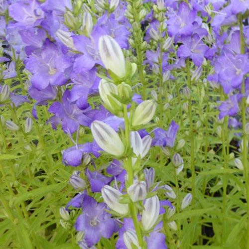 Campanule à feuille de pêcher Highcliffe - Willemse