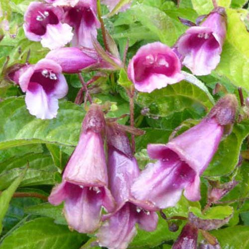 Chelonopsis moschata - Willemse