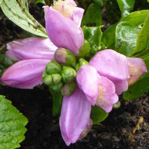 3 Galanes oblique Jenimienie - Willemse