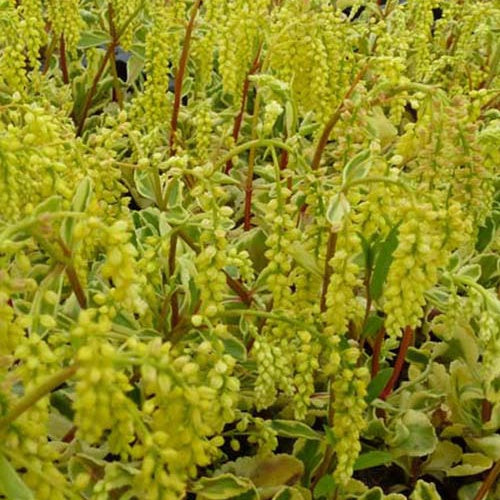 Goutte d'or Jims Pride - Willemse