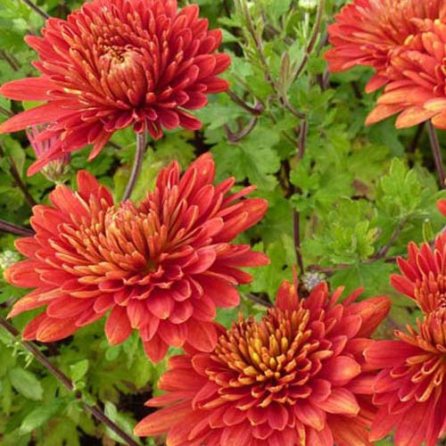 3 Chrysanthèmes des jardins Brennpunkt - Willemse