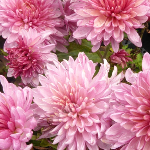 3 Chrysanthèmes Orchid Helen - Willemse