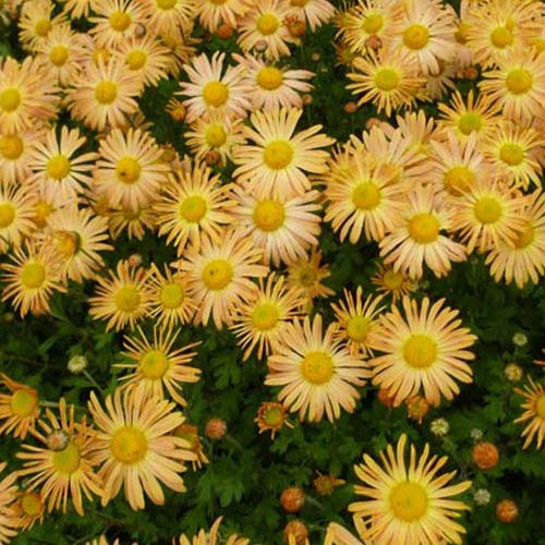 3 Chrysanthèmes Mary Stoker - Willemse