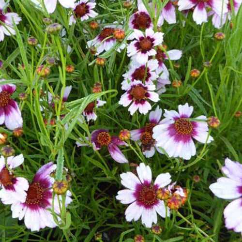 Coréopsis rose Sweet Dreams - Willemse